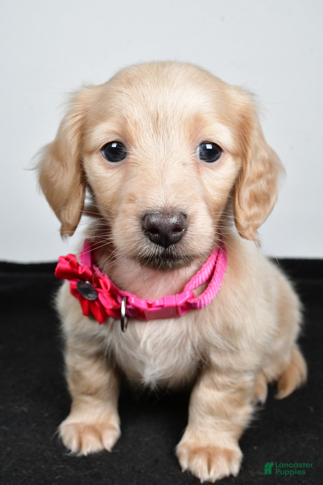 Miniature Dachshund dogs for sale: Allie - Ad 6