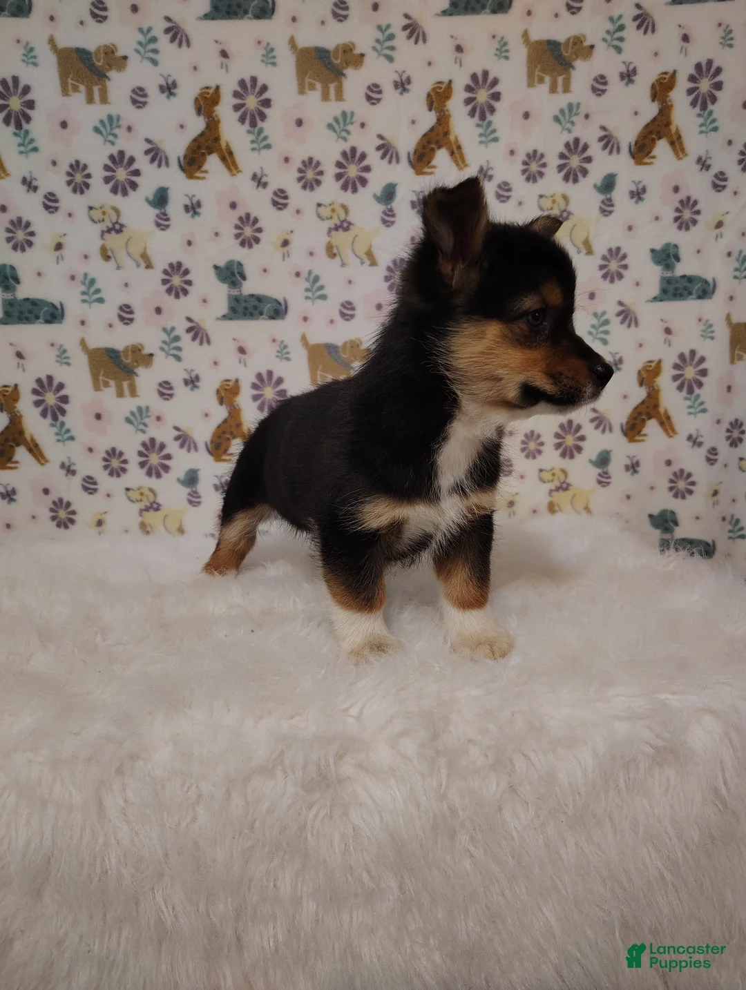 Mixed Breed dogs for sale: Dolly - Ad 6