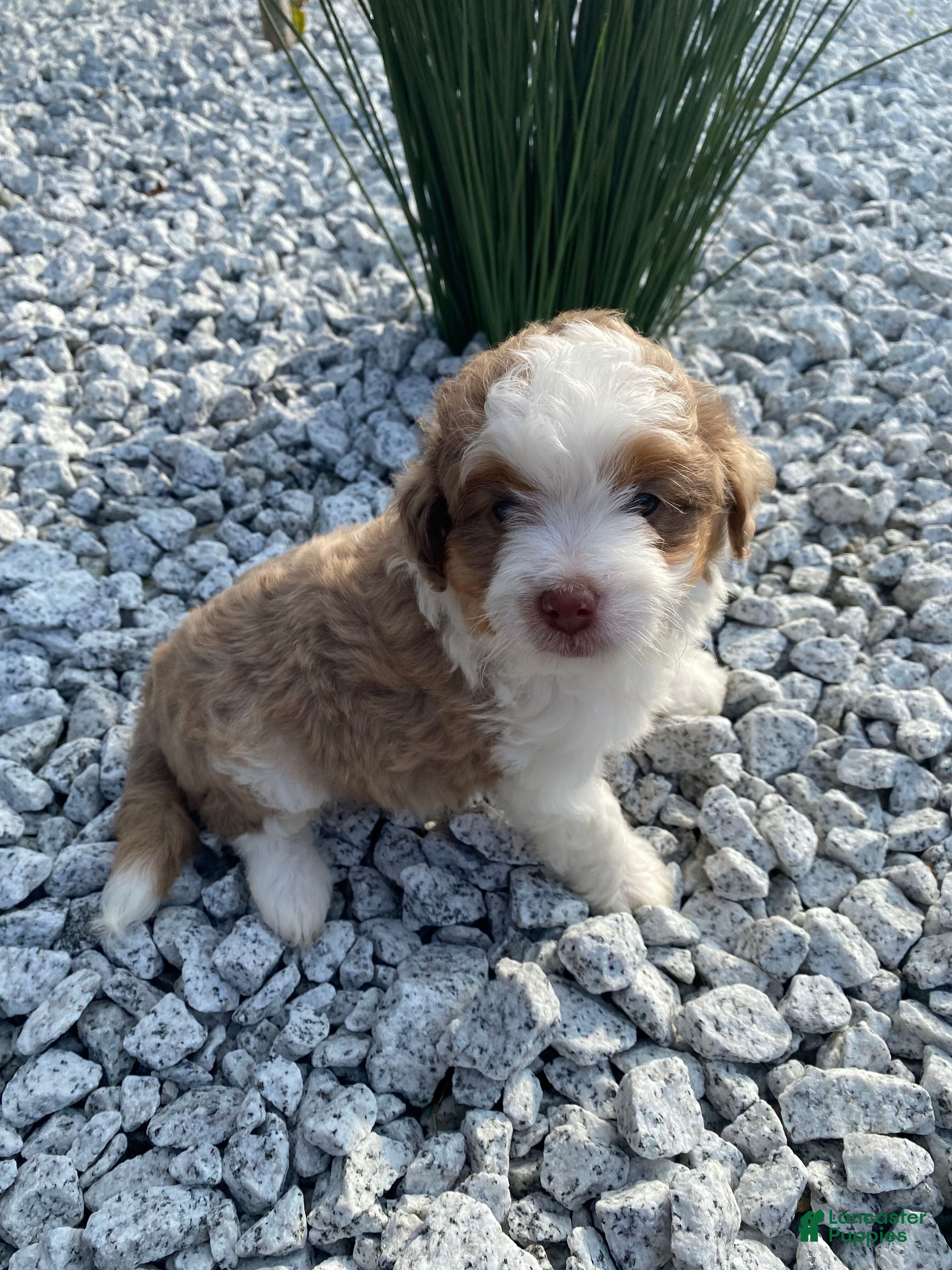 Mini Aussiedoodle dogs Tucker - Ad 1