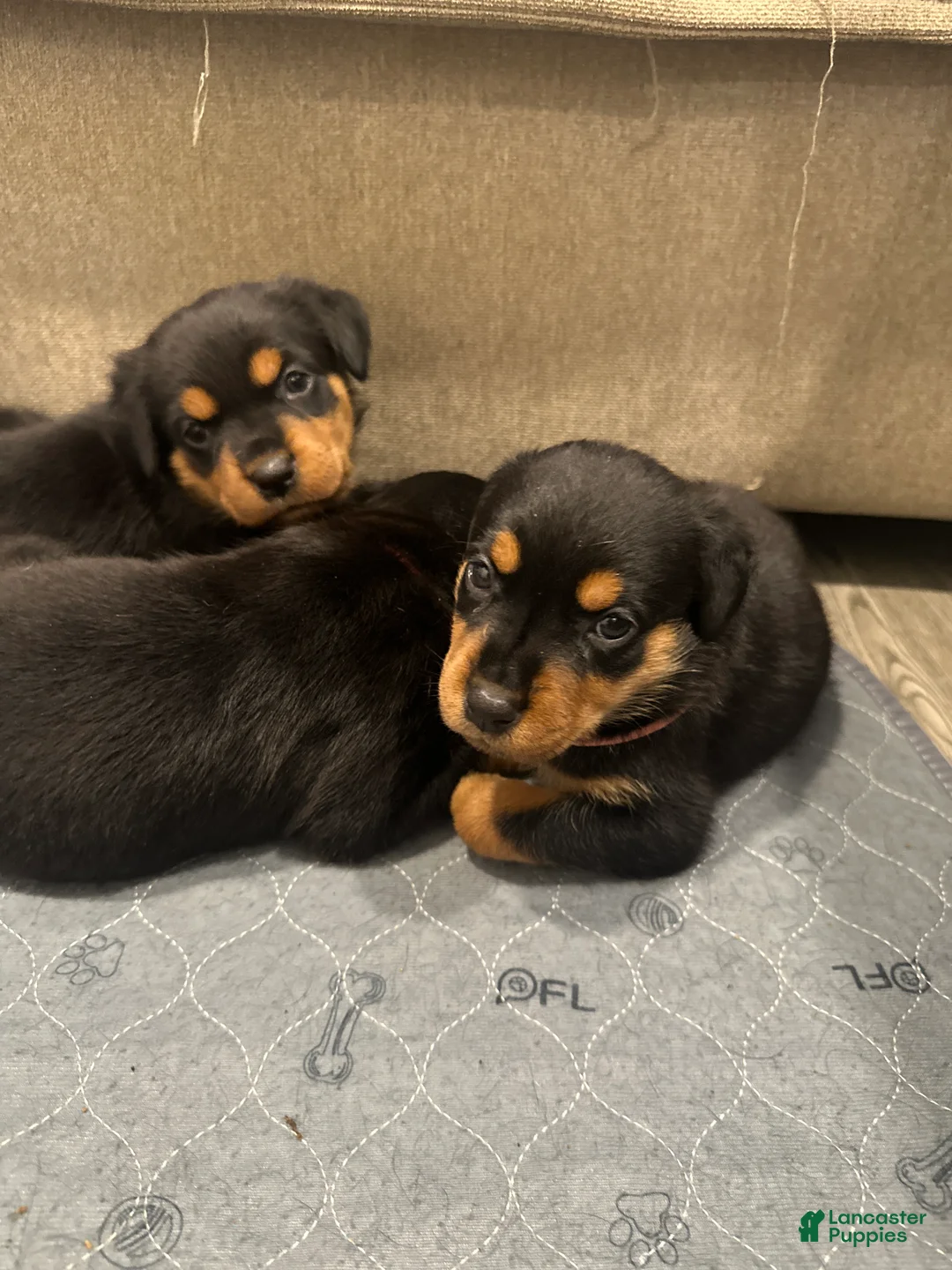 Rottweiler dogs for sale: Samaya - Ad 2