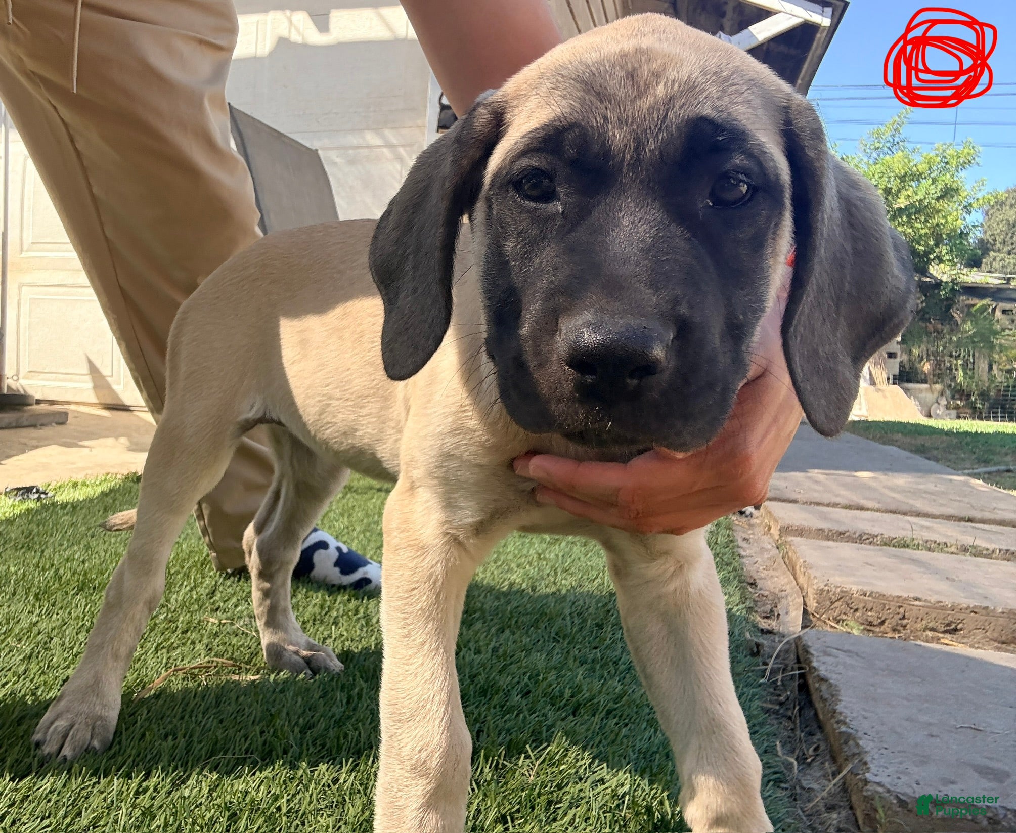 Mixed Breed dogs Cherri - Ad 1