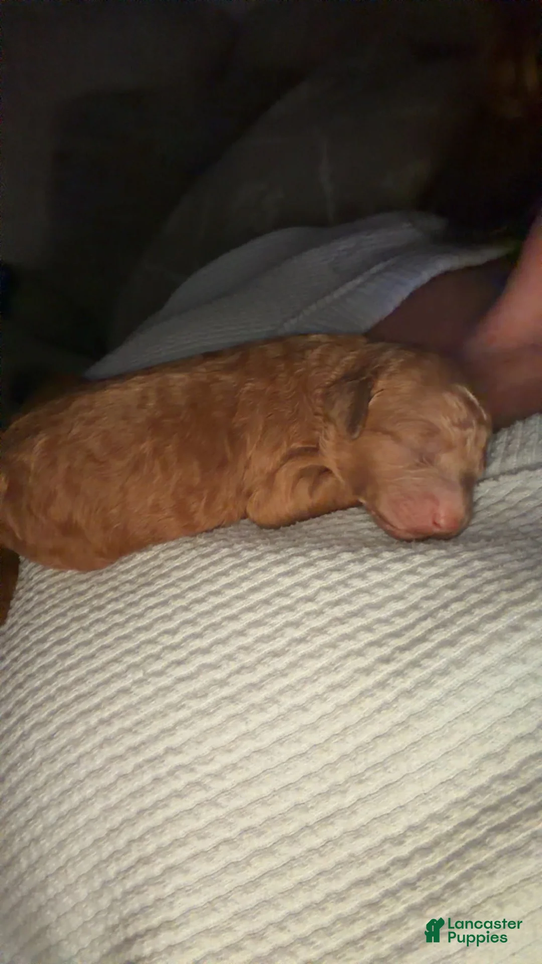 Mini Goldendoodle dogs for sale: Mini Goldendoodle Puppy 2 - Ad 1