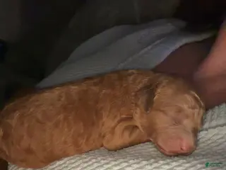 Mini Goldendoodle dogs Mini Goldendoodle Puppy 2 - Ad 7