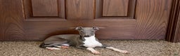 Italian Greyhound dogs for sale: Noah - Ad 3