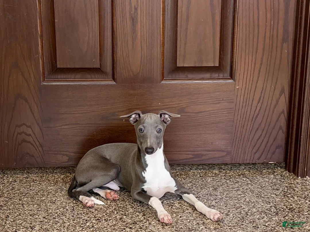 Italian Greyhound dogs for sale: Noah - Ad 3