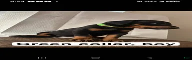 Doberman Pinscher Puppy 4