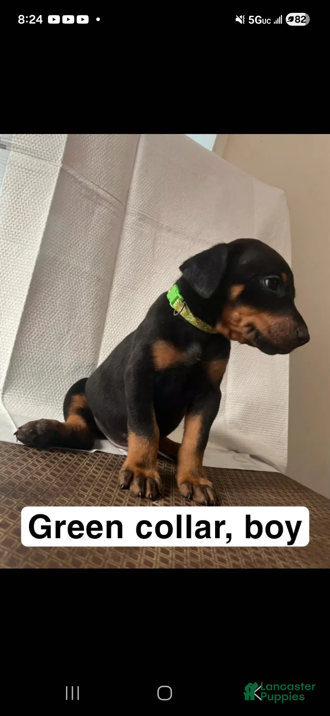 Doberman Pinscher dogs for sale: Doberman Pinscher Puppy 4 - Ad 1