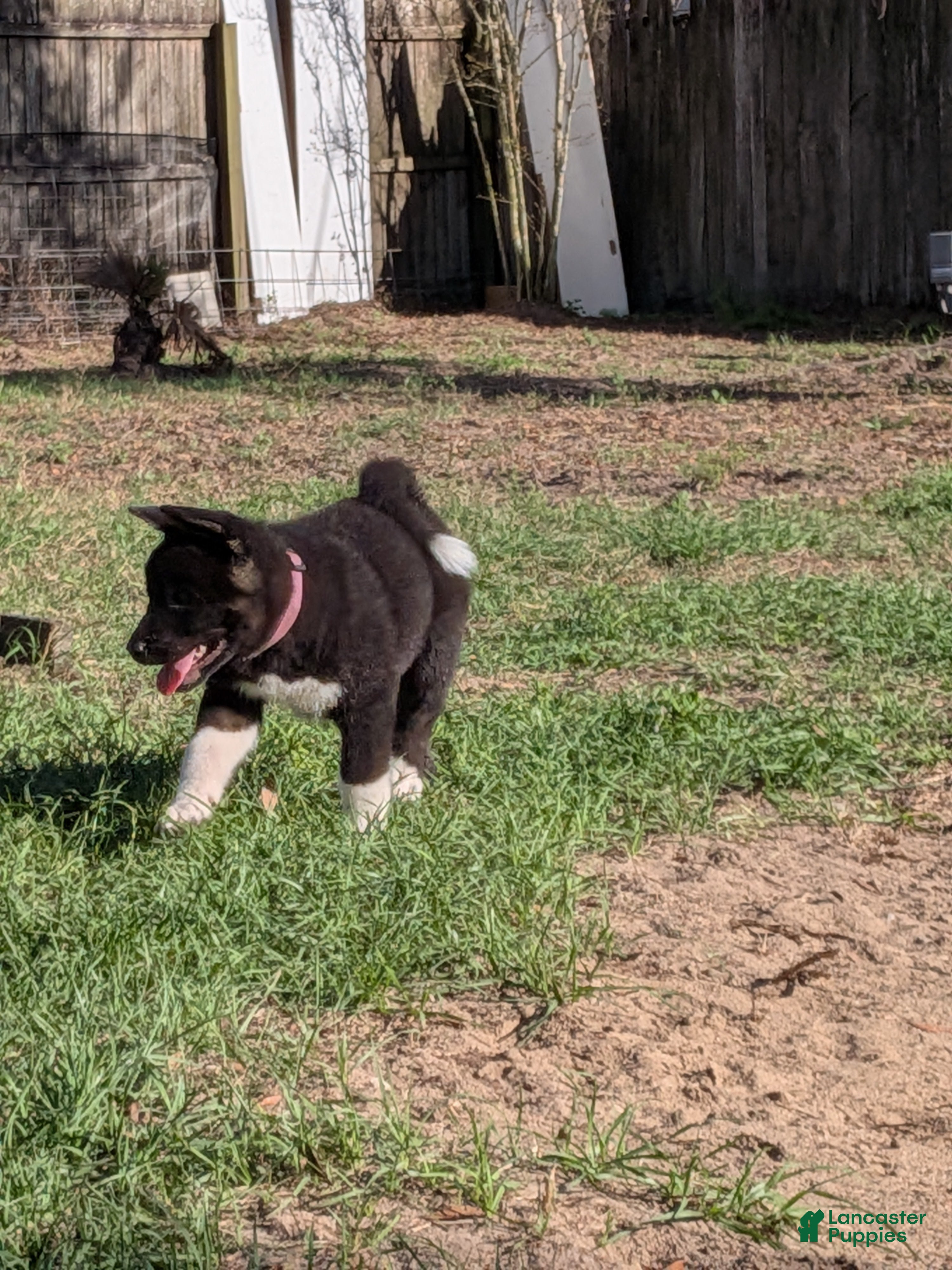 Akita dogs Akita Puppy 5 - Ad 2