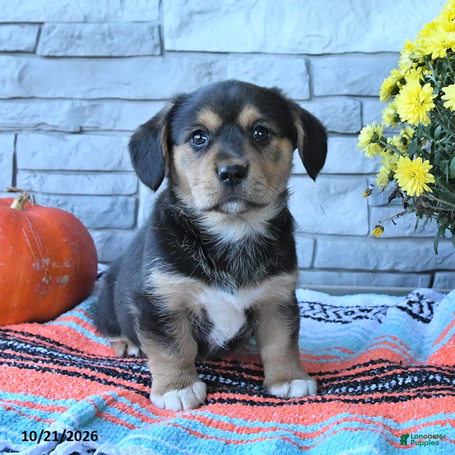 Mixed Breed dogs for sale: Skipper - Ad 1