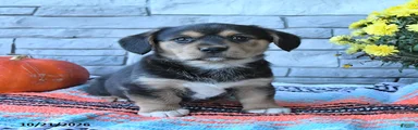 Skipper
