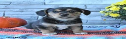 Mixed Breed dogs for sale: Skipper - Ad 1