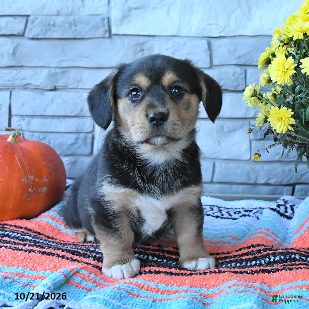 Mixed Breed dogs for sale: Skipper - Ad 1