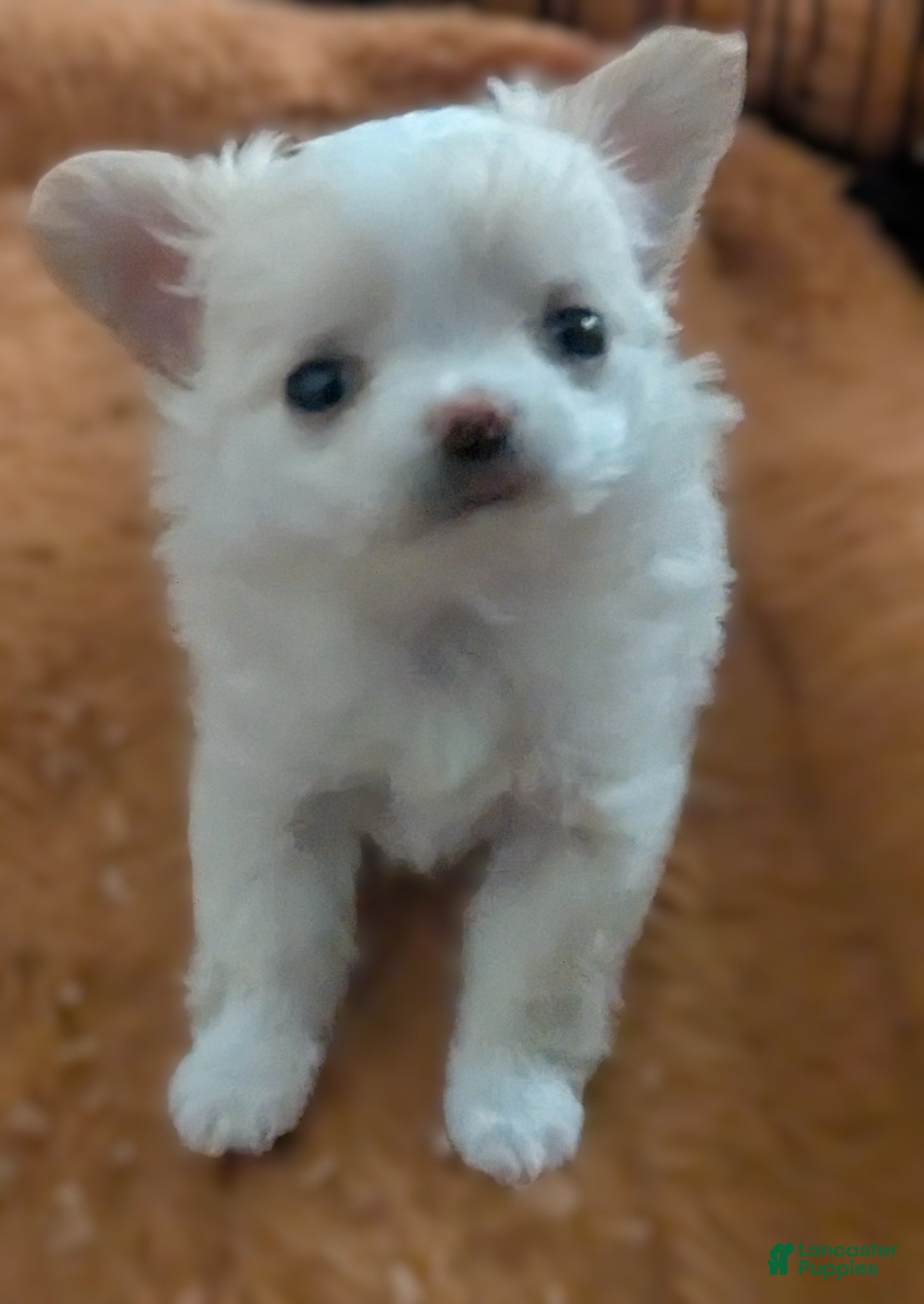 Chihuahua dogs for sale: Diamond Tiny Apple Head Female  - Ad 5