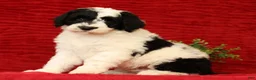 Sheepadoodle dogs for sale: Diesel - Ad 1