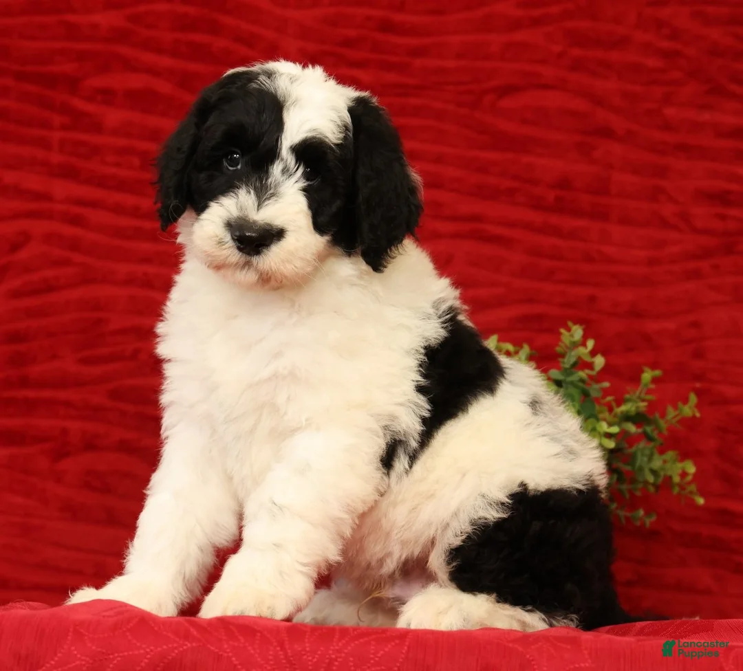 Sheepadoodle dogs for sale: Diesel - Ad 1