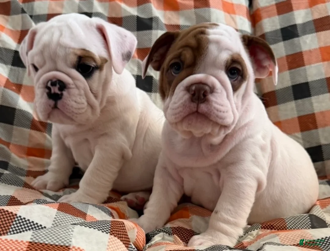 English Bulldog dogs for sale: Precious girl  - Ad 1