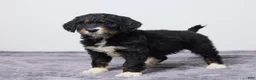 Bernedoodle dogs for sale: Kayli - Ad 3