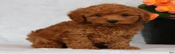 Havapoo dogs for sale: Fern - Ad 5