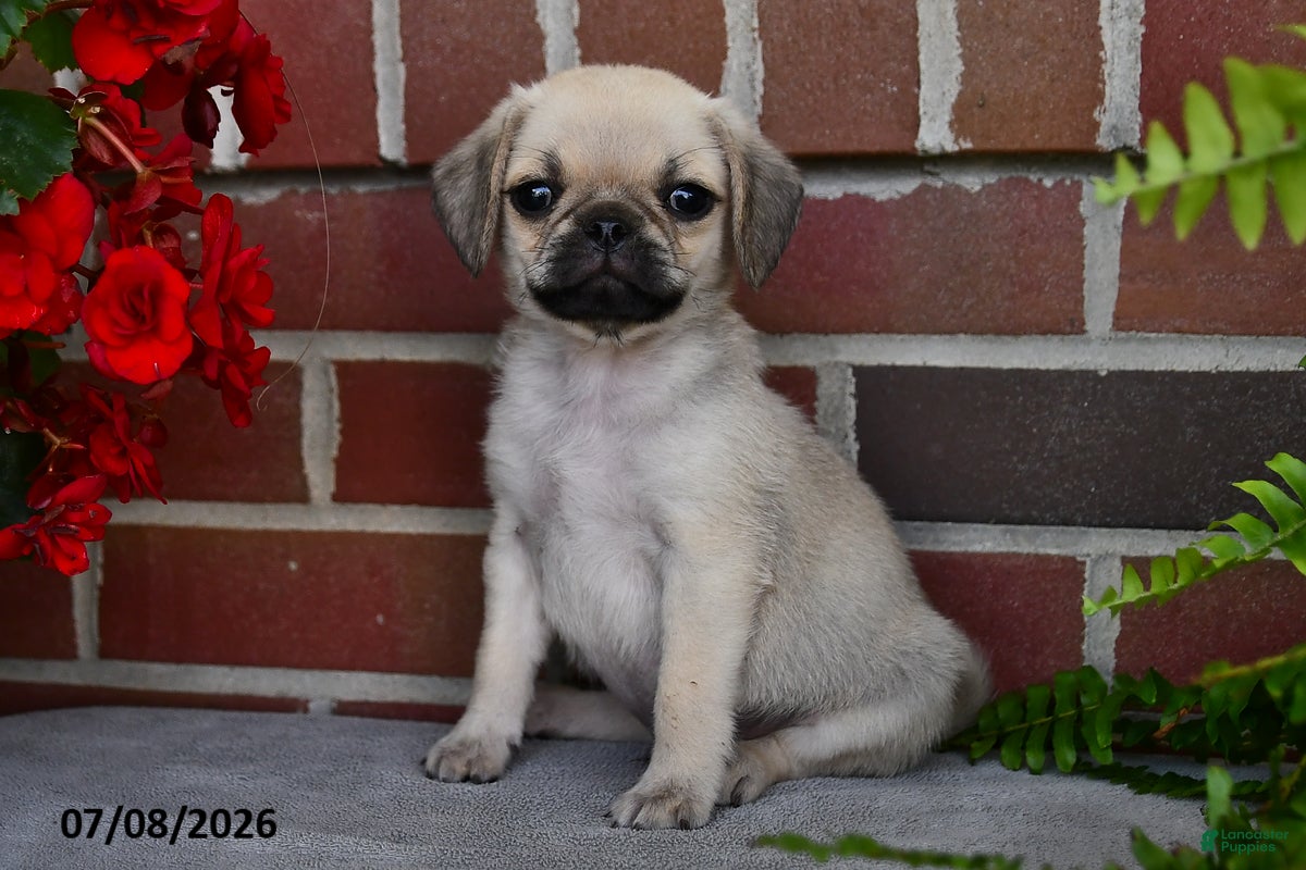 Puggle dogs Frappe - Ad 1