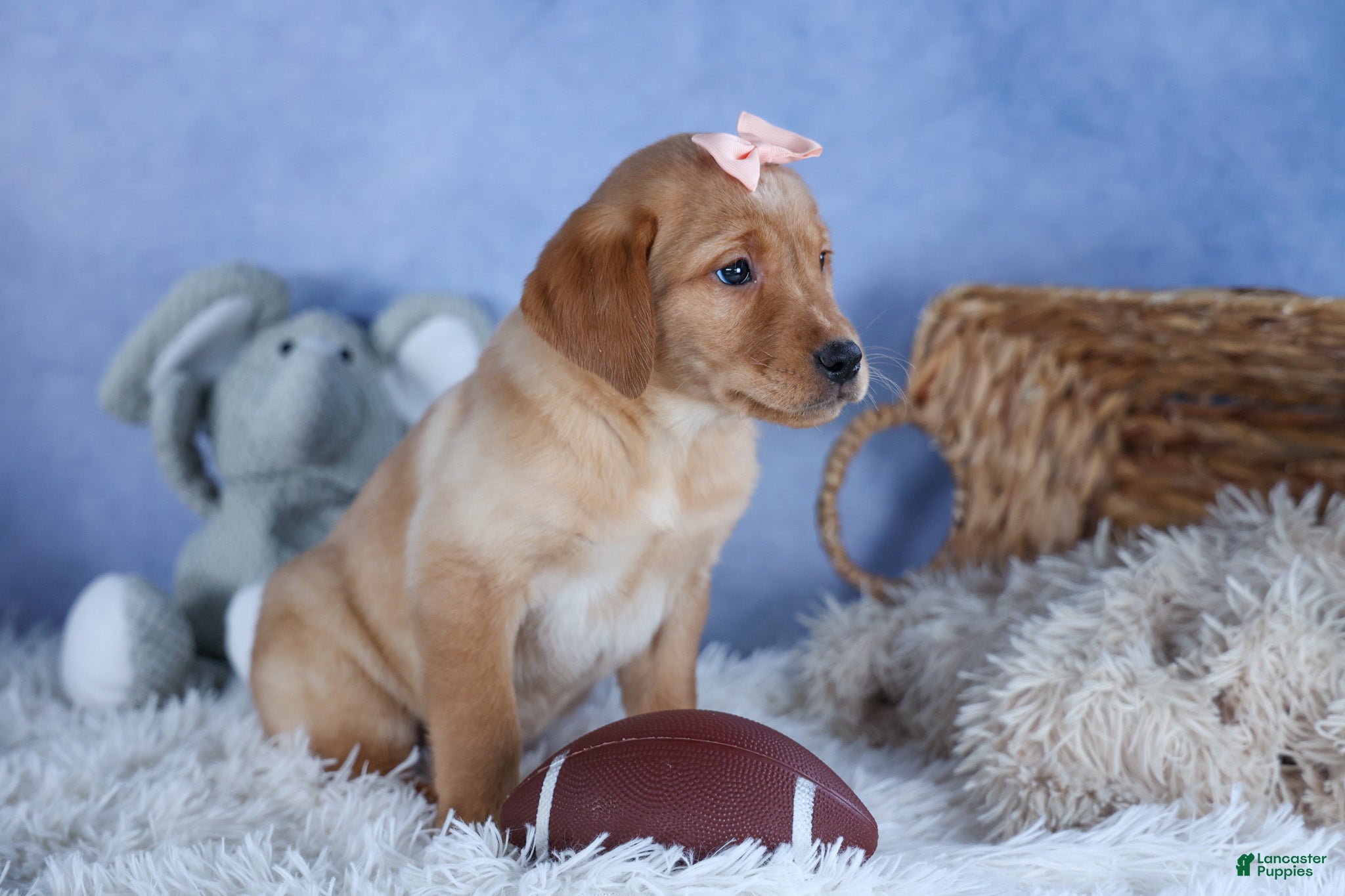 Labrador Retriever dogs DIXIE - Ad 2