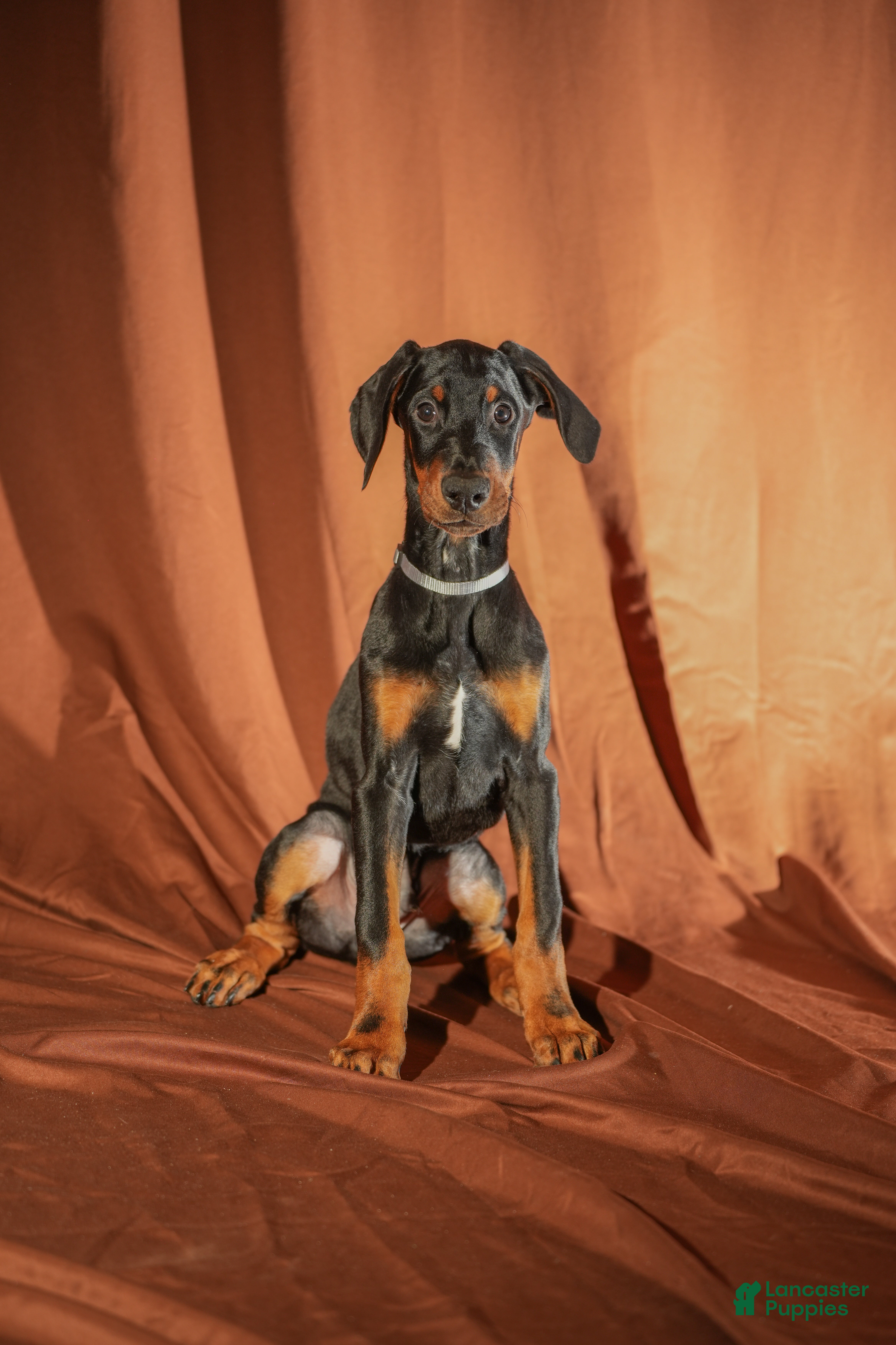 Doberman Pinscher dogs Gray - Ad 41