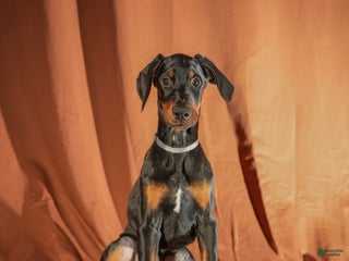 Doberman Pinscher dogs Gray - Ad 41