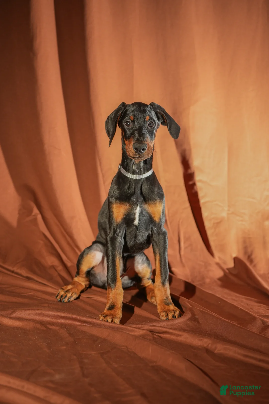 Doberman Pinscher dogs for sale: FULL AKC - Gray - Ad 2