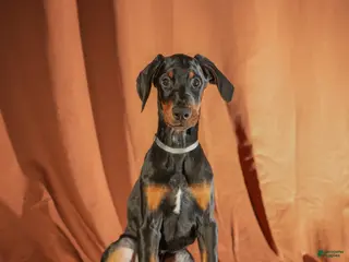 Doberman Pinscher dogs Gray - Ad 39
