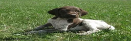 German Shorthaired Pointer dogs for sale: Kadin - Ad 2