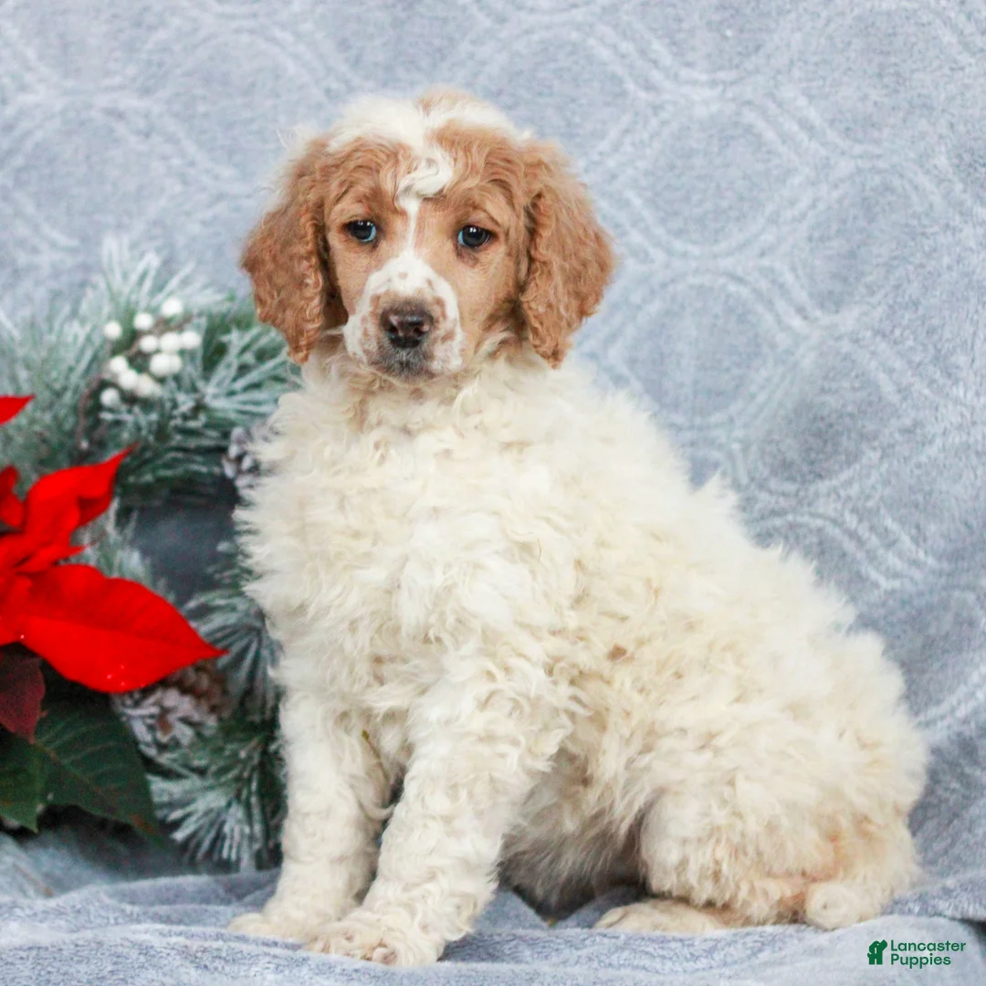 Standard Poodle dogs for sale: Petunia  - Ad 2