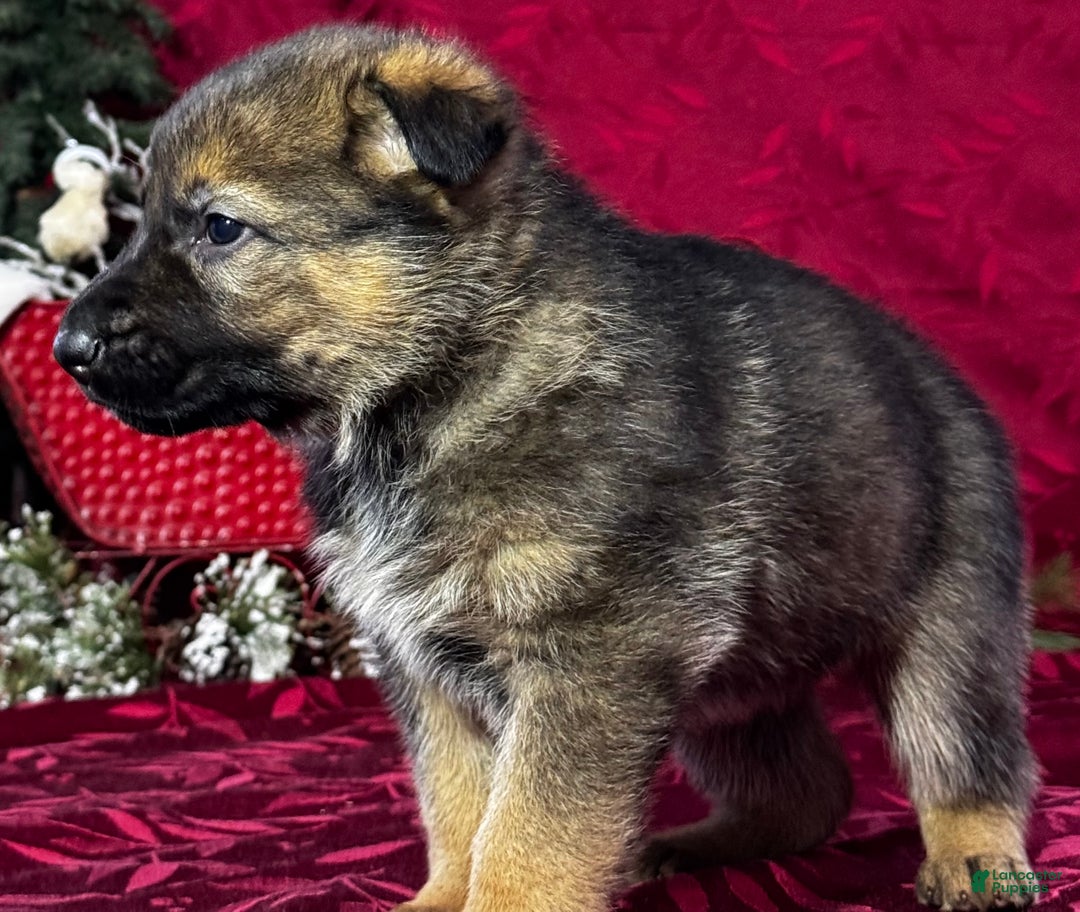 German Shepherd dogs for sale: Branson - Ad 5