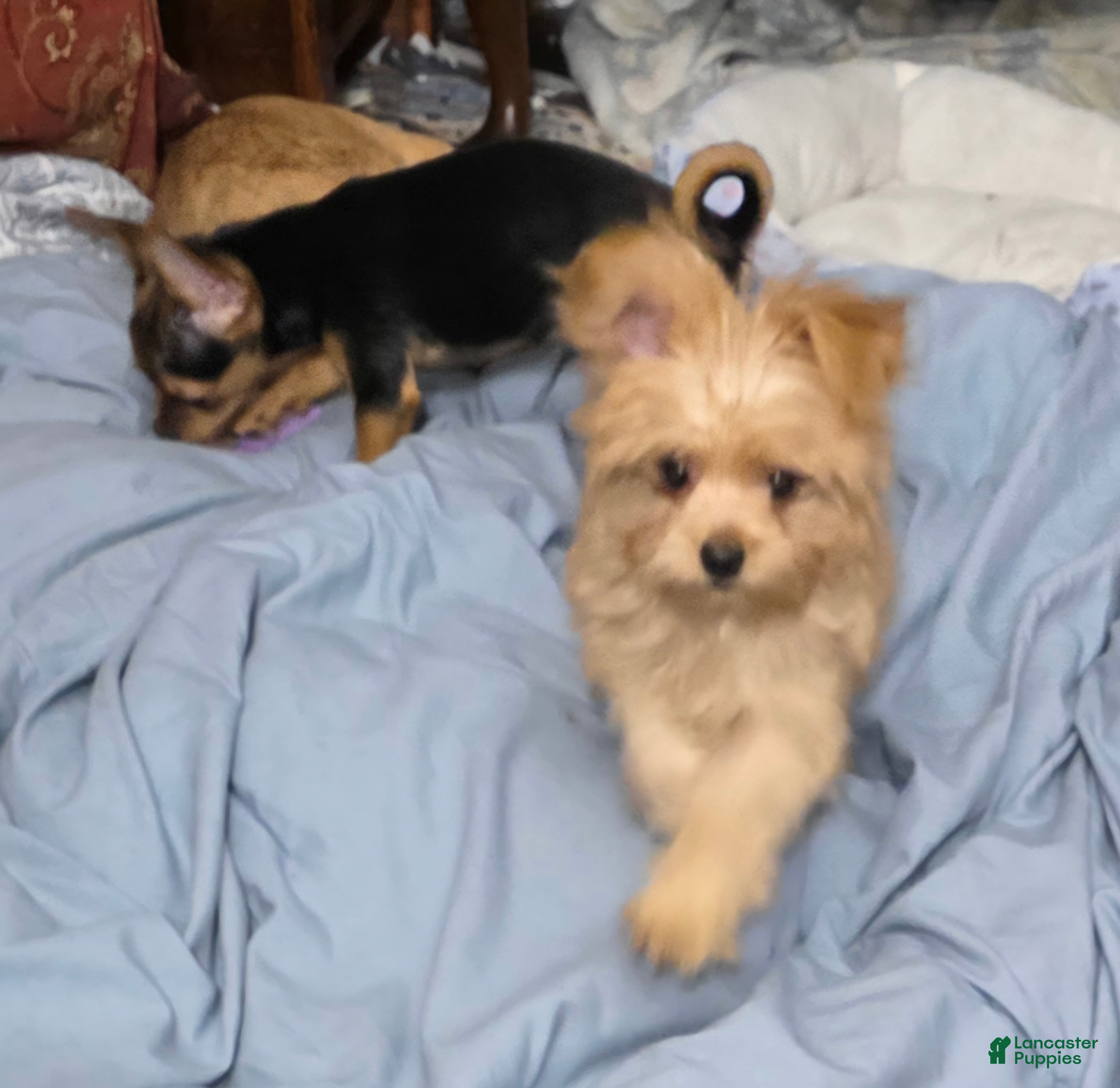 Chorkie dogs Brownie - Ad 2