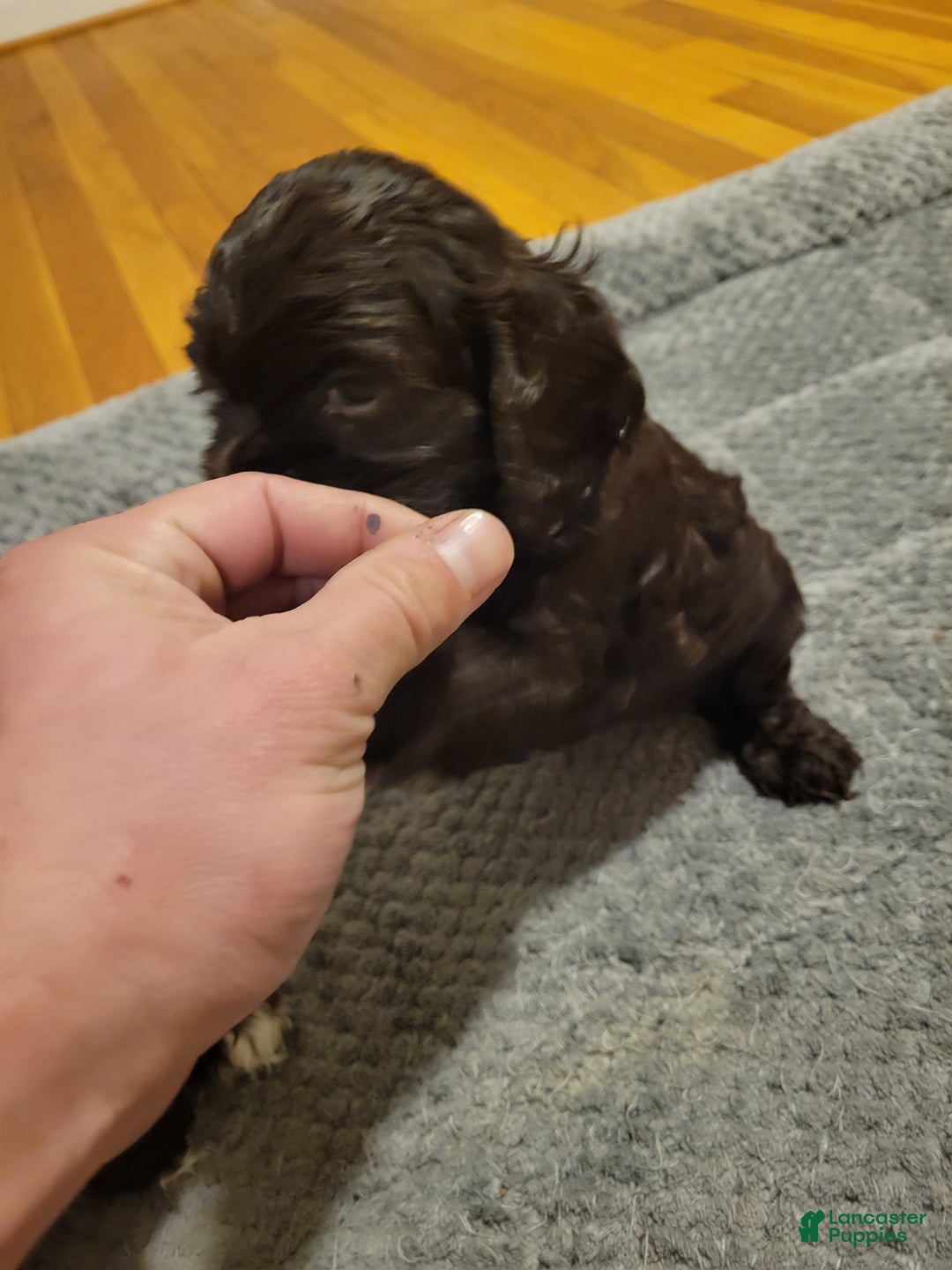 Cocker Spaniel dogs for sale: Cocker Spaniel Puppy 3 - Ad 1