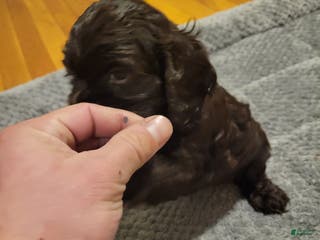 Cocker Spaniel dogs for sale: Cocker Spaniel Puppy 3 - Ad 2