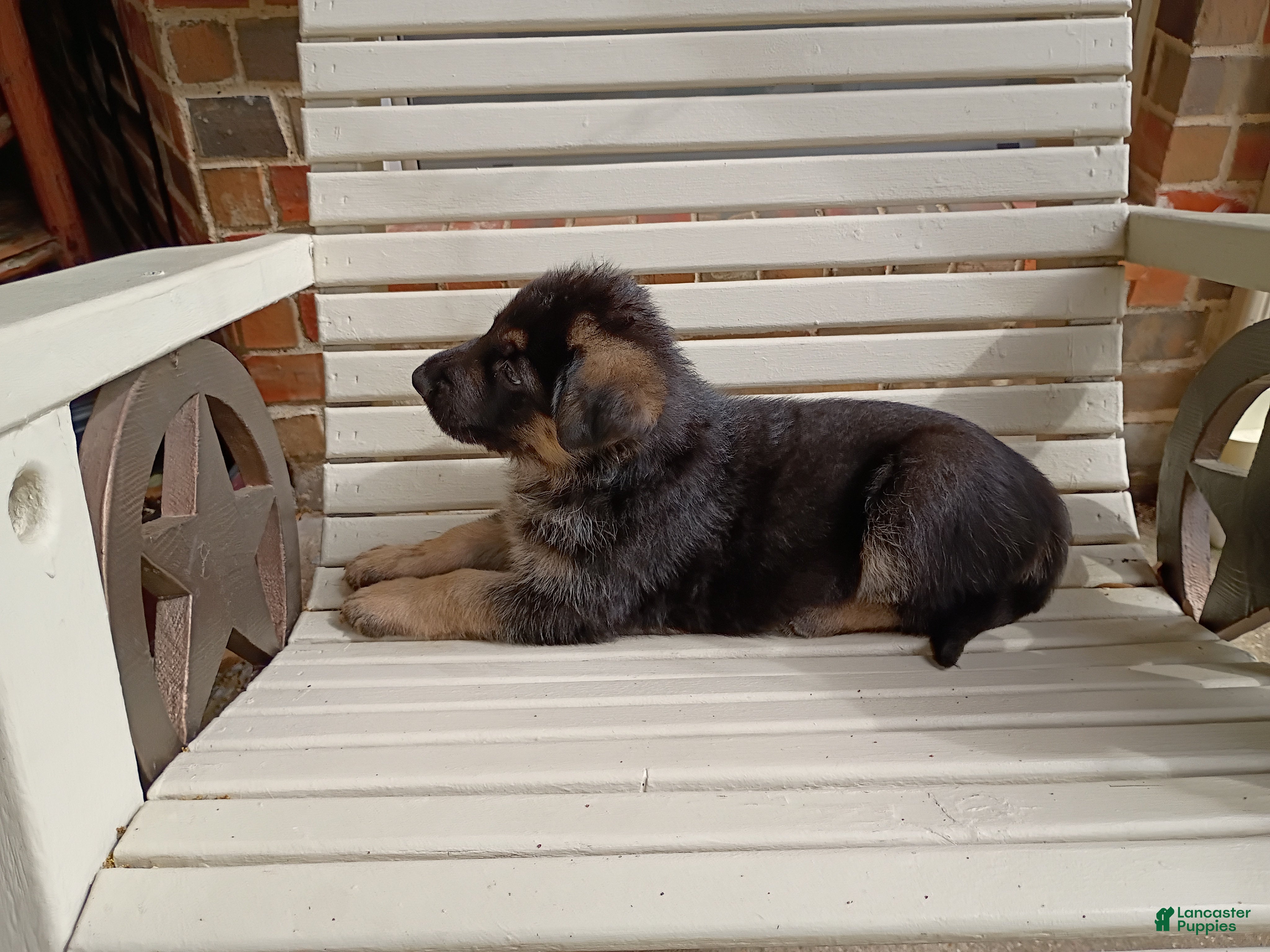 German Shepherd dogs German Shepherd Puppy 1 - Black - Ad 2