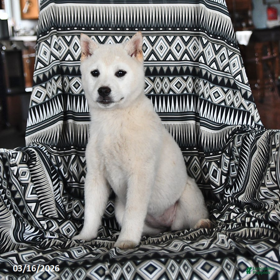 Shiba Inu dogs Chloe - Ad 2