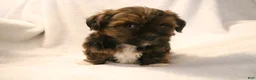Shorkie dogs for sale: Bear - Ad 12
