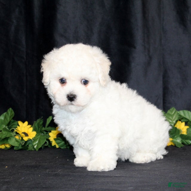 Bichon Frise dogs Ellie - Ad 2