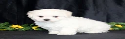 Bichon Frise dogs for sale: Ellie - Ad 2