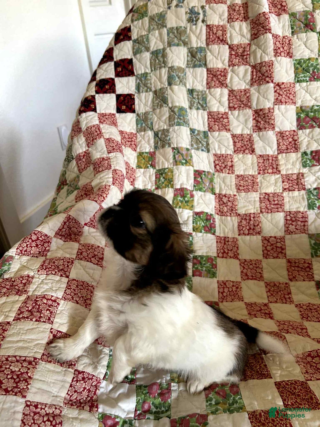Shih Tzu dogs for sale: Violet - Ad 1