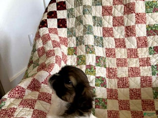 Shih Tzu dogs Violet - Ad 30