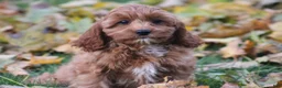 Cavapoo dogs for sale: Bradi - Ad 4