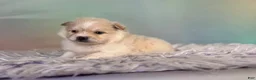 Pomeranian dogs for sale: Tipton - Ad 4