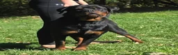 Rottweiler dogs for sale: Rottweiler 1 - Ad 3