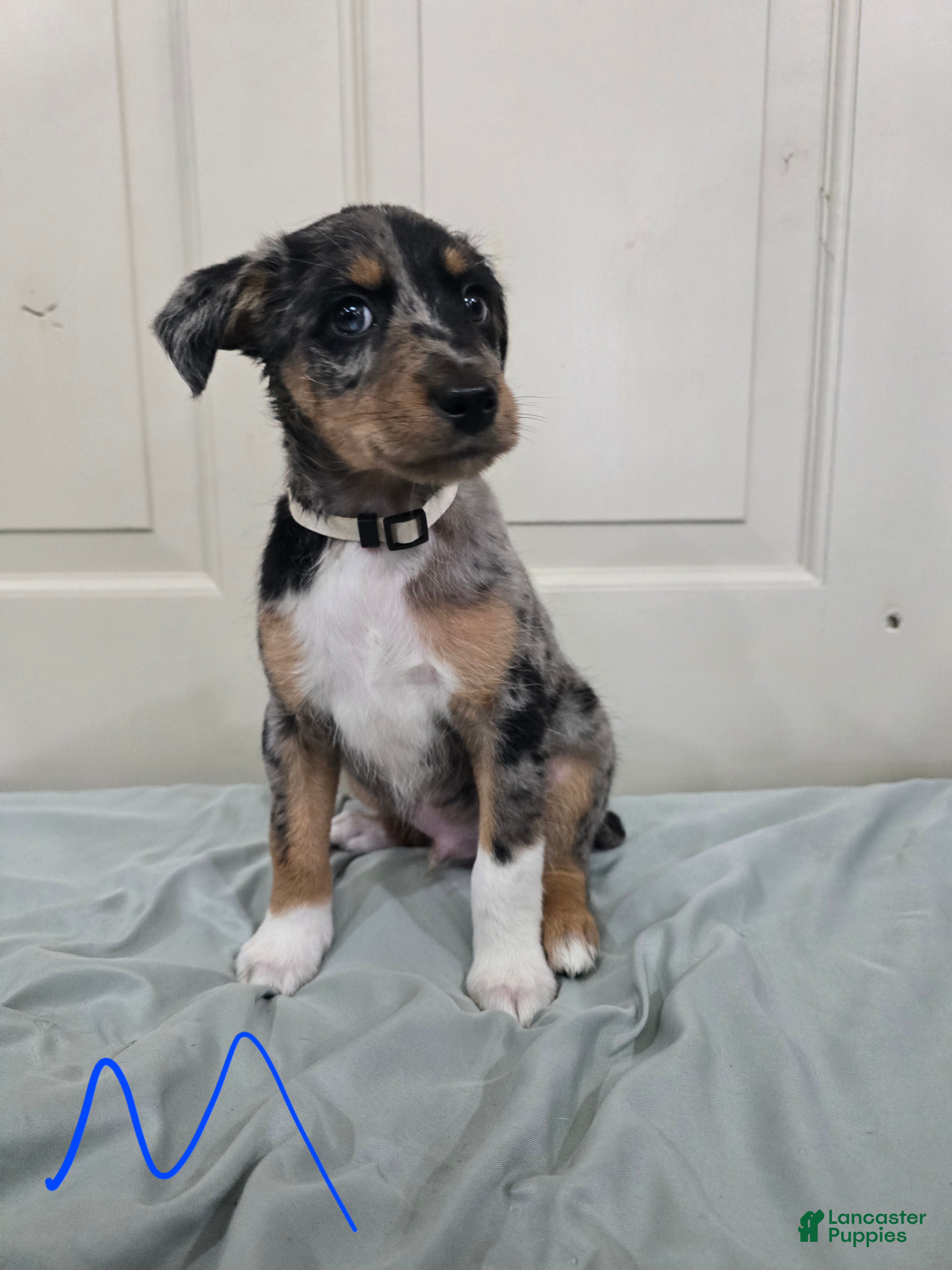 Mixed Breed dogs White collar - Ad 3
