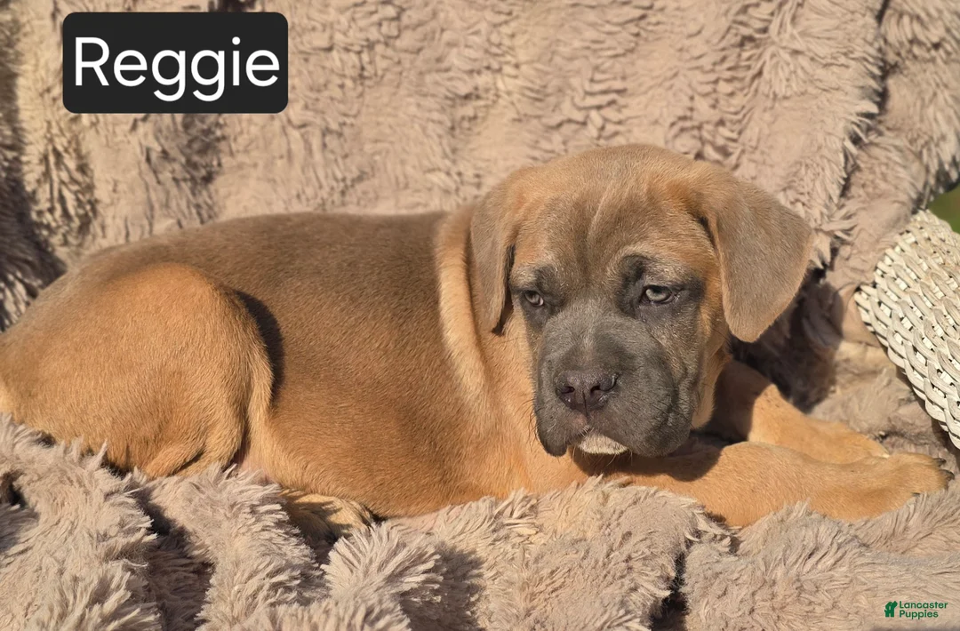 Cane Corso dogs for sale: Reggie - Ad 6