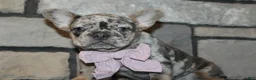 French Bulldog dogs for sale: AKC Zoe - Ad 6