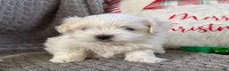 Maltese dogs for sale: Sparkley  - Ad 4