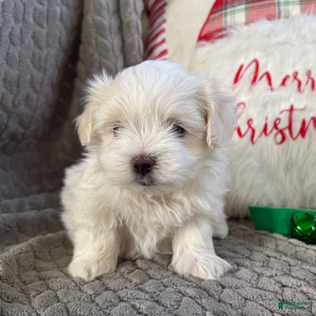 Maltese dogs for sale: Sparkley  - Ad 4