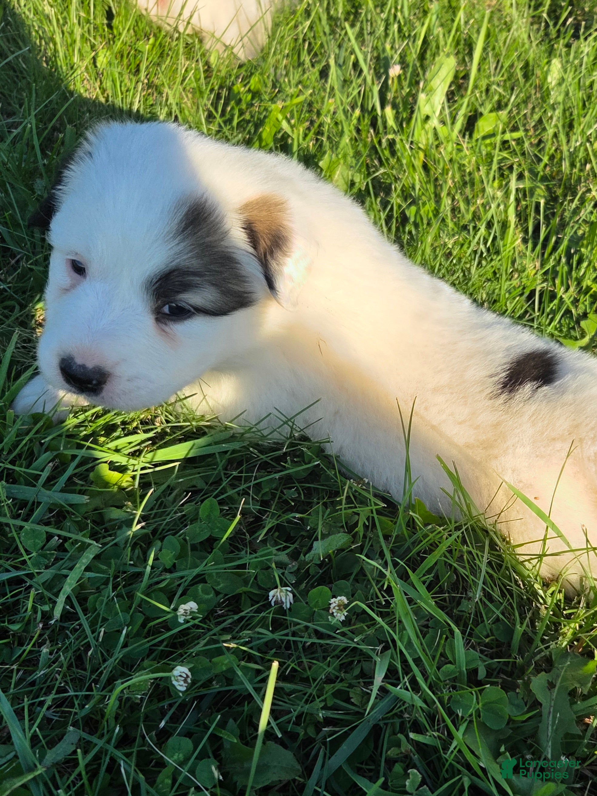 Great Pyrenees dogs John - Ad 2